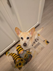 Small cream-colored Corgi-Chihuahua mix sitting attentively on a sunflower-themed kitchen mat beside white cabinets, looking up at the camera with wide dark eyes and oversized upright ears. A plush bee-striped gnome decoration rests at her paws while she waits hopefully in the kitchen.