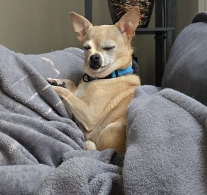 A small tan Chihuahua named Maggie sits nestled upright in a pile of soft gray blankets, eyes nearly closed as warm morning sunlight falls across her face and chest. Her front paws rest loosely in front of her, giving her a peaceful, almost meditative expression.