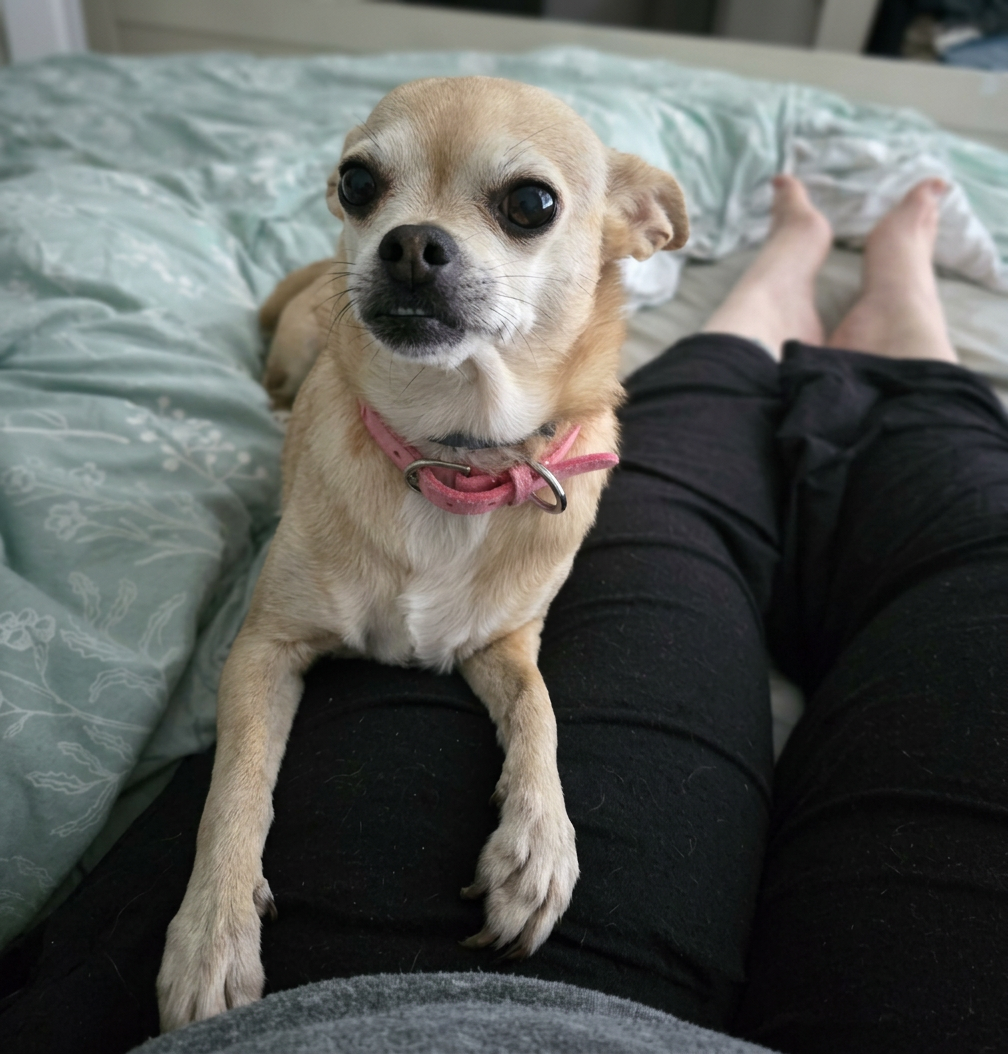 20261020_080017 Maggie, a tiny tan Chihuahua with large, dark, expressive eyes and a pink collar, rests her front paws on her mama’s leg while looking directly at the camera. They’re snuggled together on a bed with a pale green comforter. Maggie’s sweet, attentive expression captures a quiet moment of companionship and comfort. 💜
